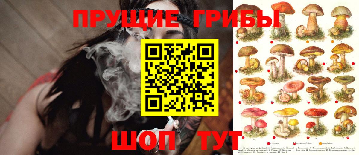 Новоалександровск  Псилоцибиновые грибы прущие грибы  Вход с VPN 